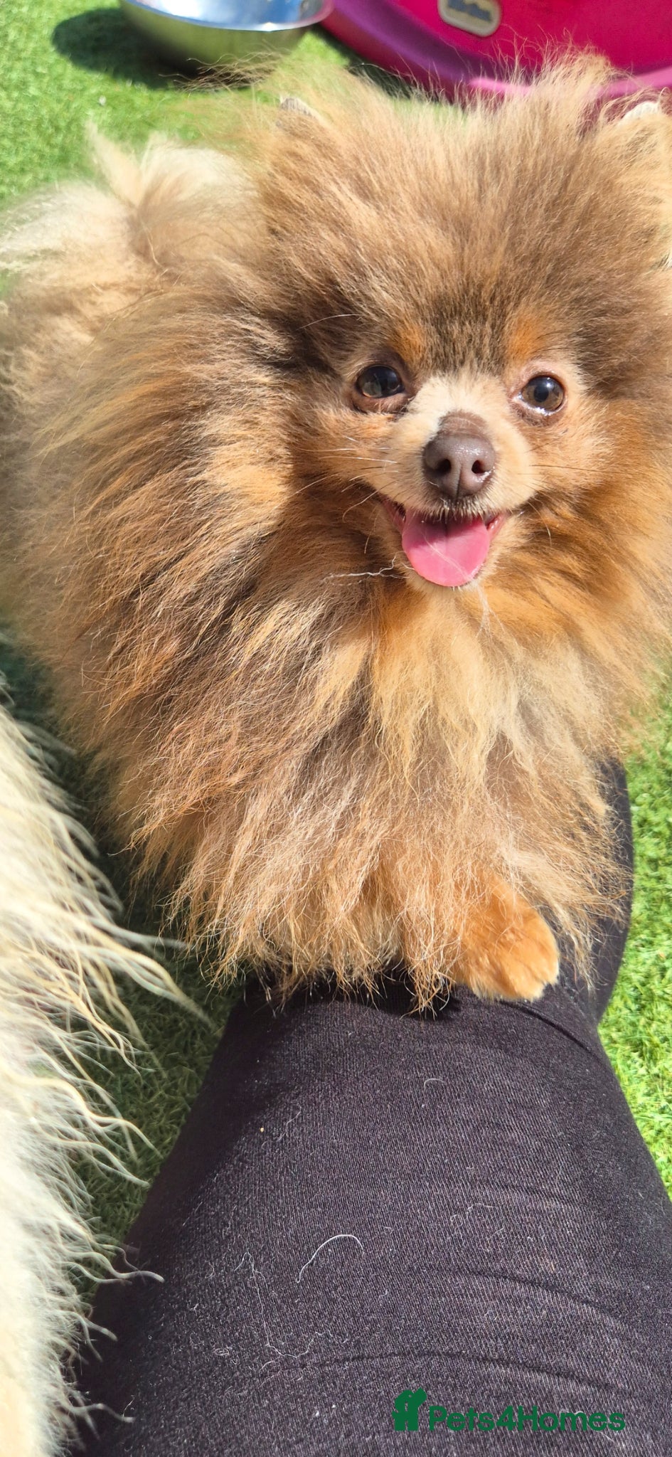 Pomchi dogs Pomchi puppies available! - Advert 1