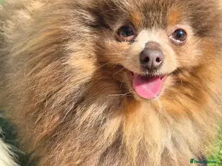 Pomchi dogs Pomchi puppies available! - Advert 4