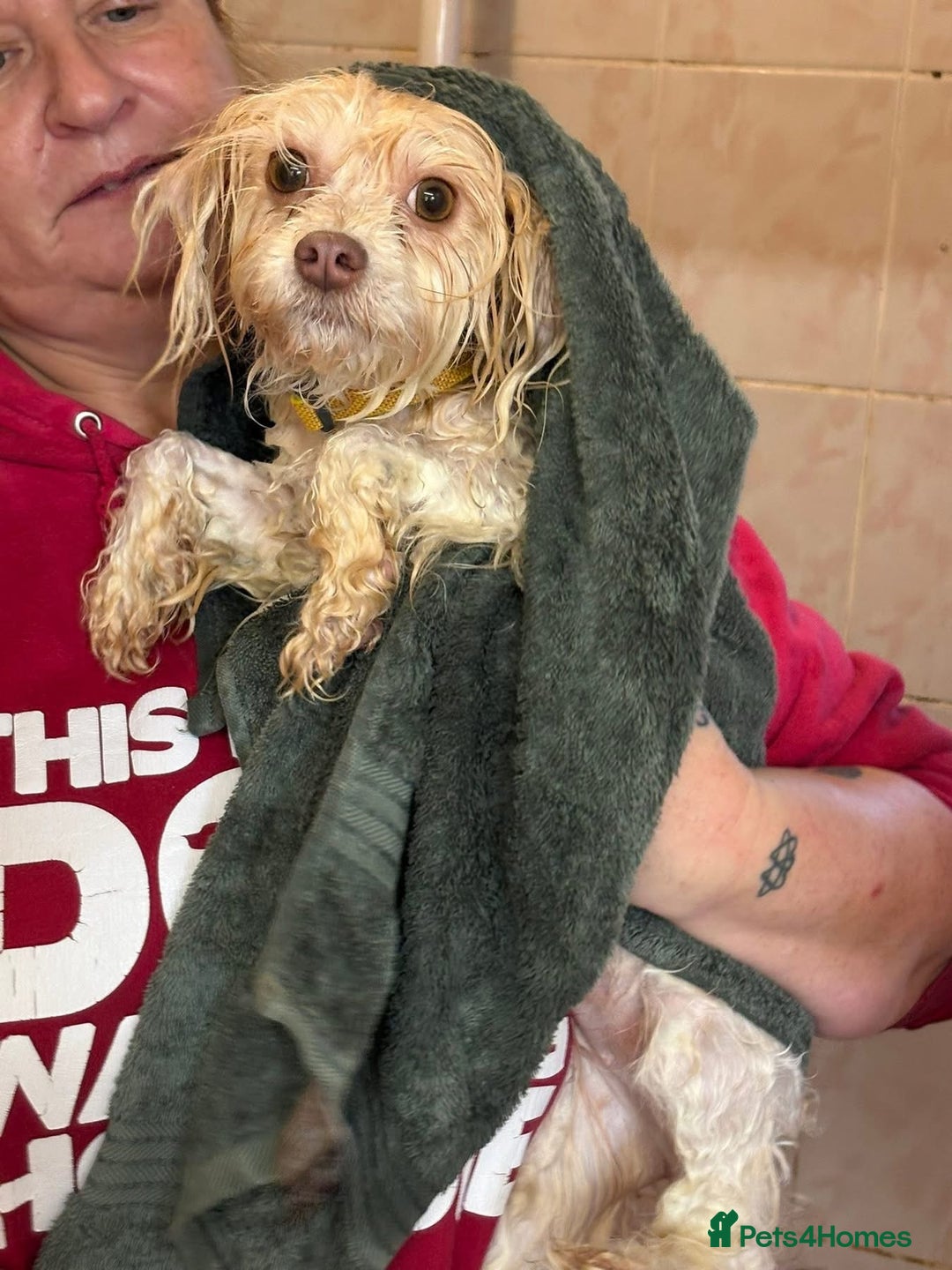 Mixed Breed dogs for adoption: Emerald - Hingham Norfolk  - Advert 18