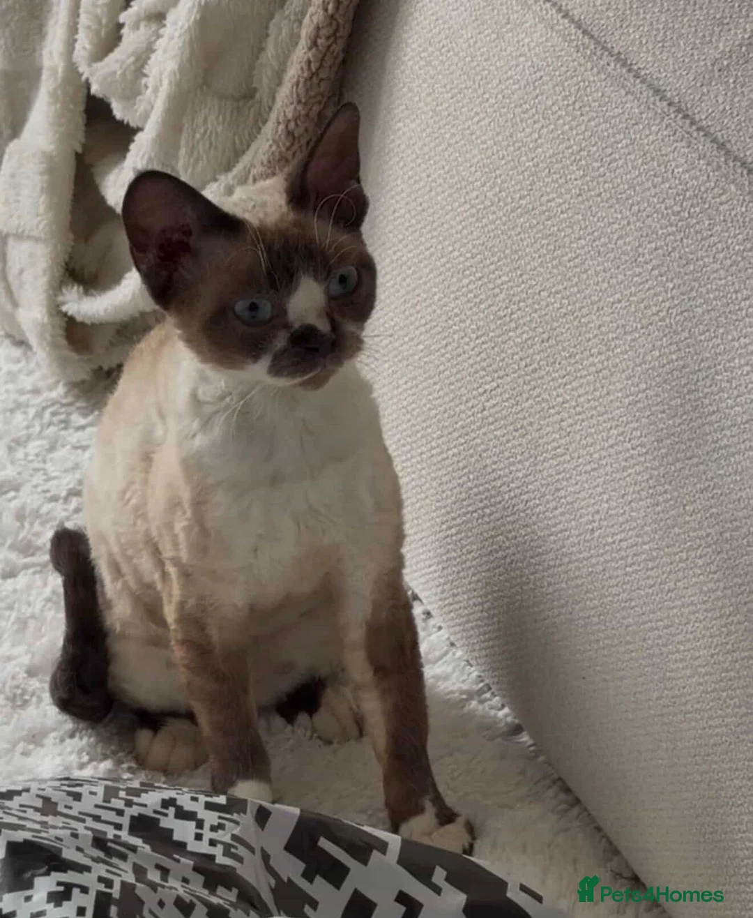 Mixed Breed cats for sale: Half Devon Rex Kittens - Advert 9