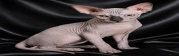 Sphynx cats for sale: Beautiful  Kittens 2 Boys & 1 Girl Available 💎 - Advert 29