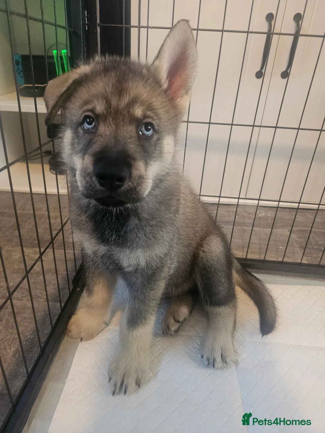 Utonagan dogs for sale: German Shep x Malamute x Husky Puppies - Advert 5