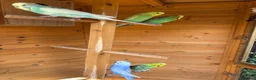 Budgerigars birds for sale: Avairy with budgies and finches in Gainsborough - Advert 5