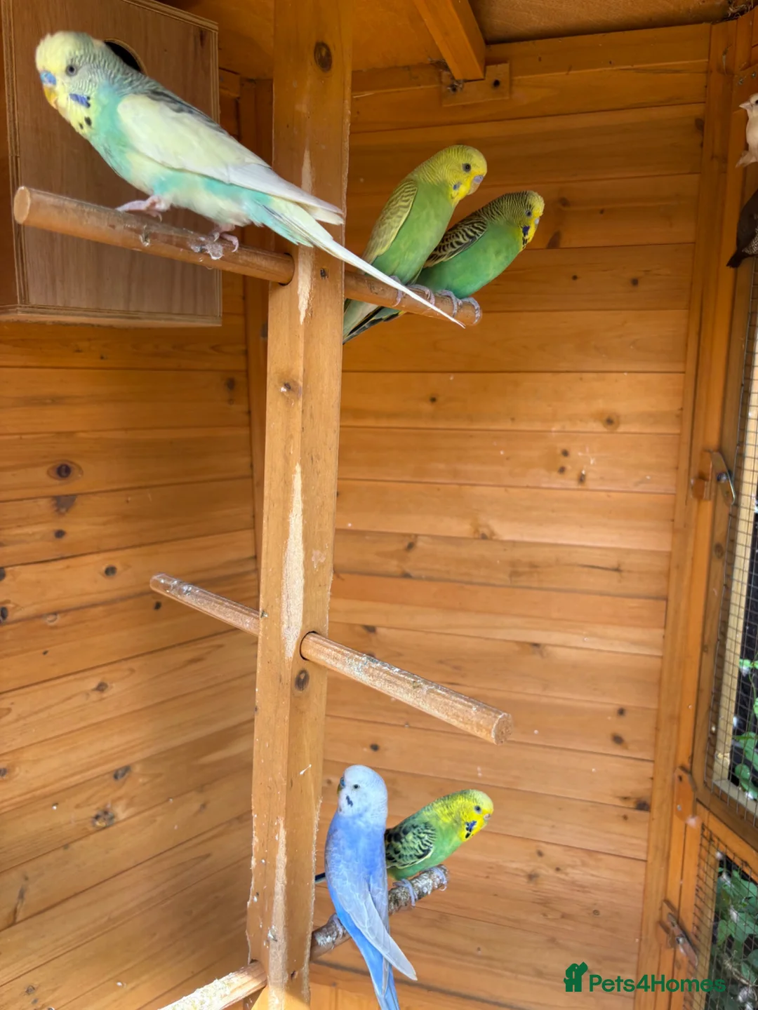 Budgerigars birds for sale: Avairy with budgies and finches in Gainsborough - Advert 5