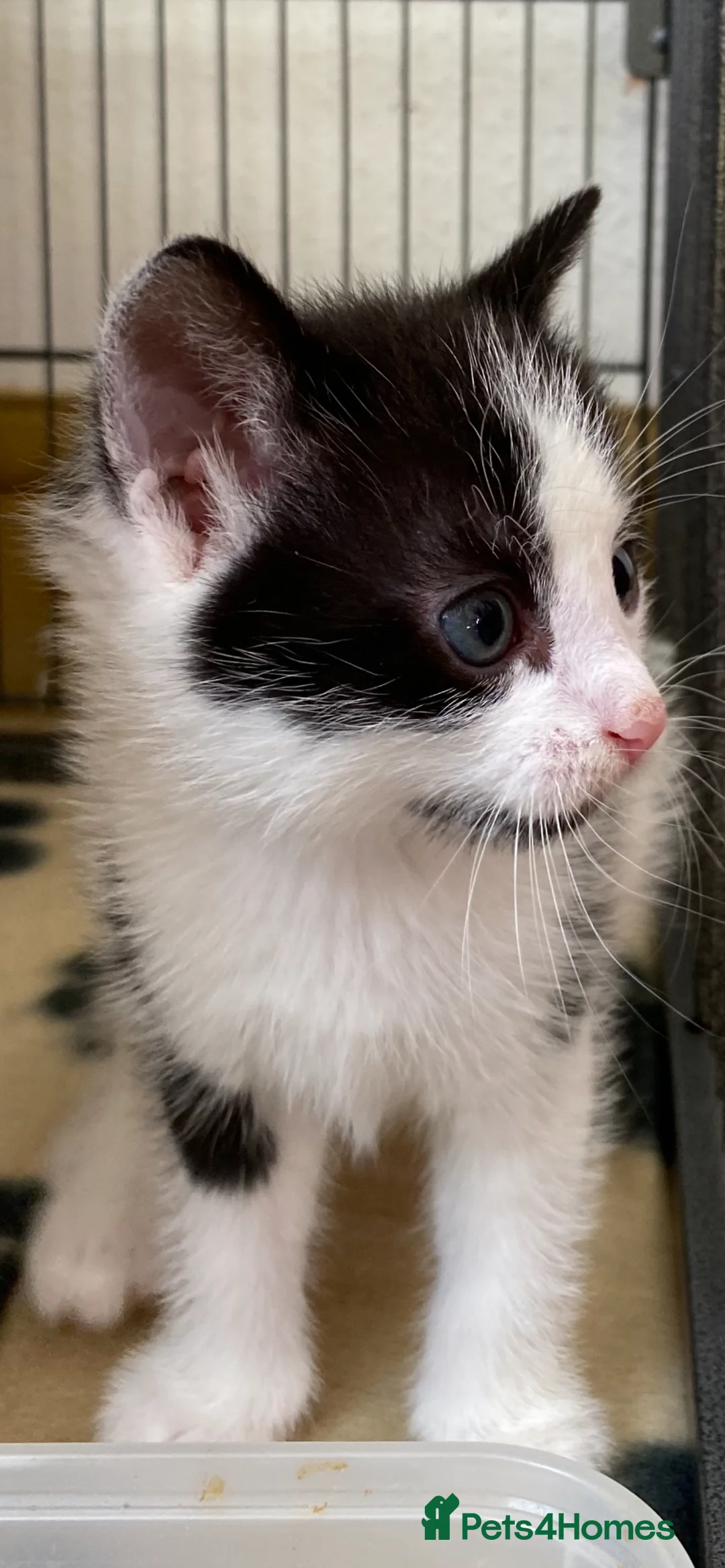 Mixed Breed cats for sale: Beautiful kittens 2 girls & 1 boy  in Gloucester - Advert 2