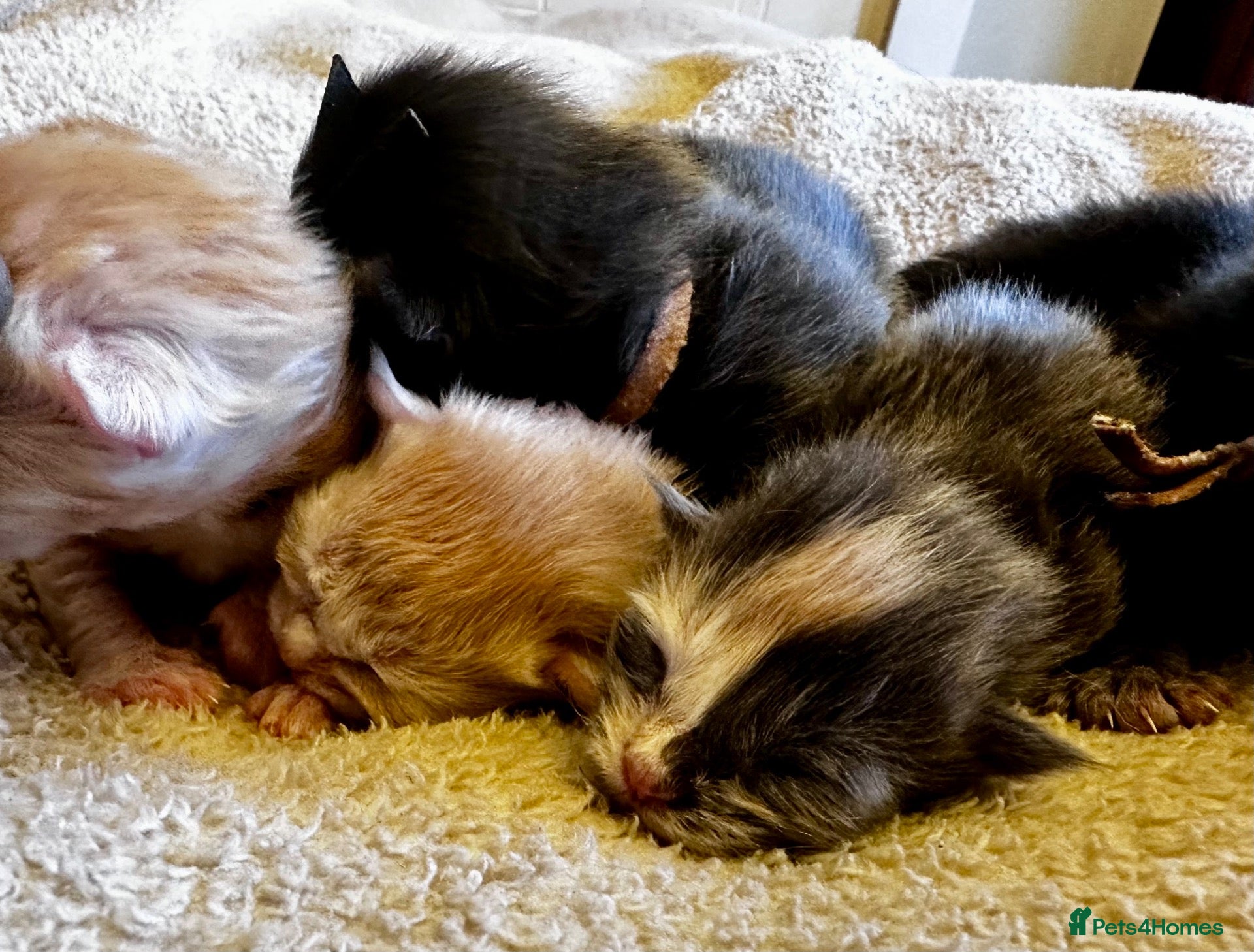 Maine Coon cats for sale: Champion GCCF Maine Coon kittens  - Advert 2