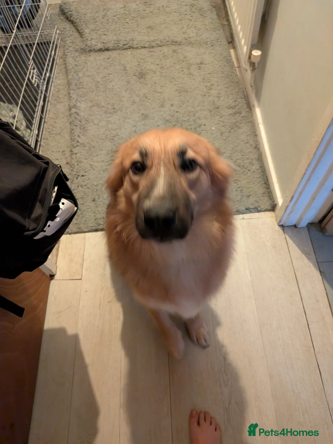 Mixed Breed dogs for sale: German Shepard cross border collie - Advert 2