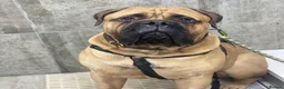 Bullmastiff dogs for stud: Rio the Bullmastiff (FOR STUD) in Coulsdon - Advert 14