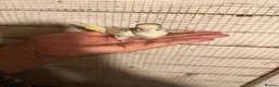 Budgerigars birds for sale: Budgies for sale £40 each collection mk404nn - Advert 3