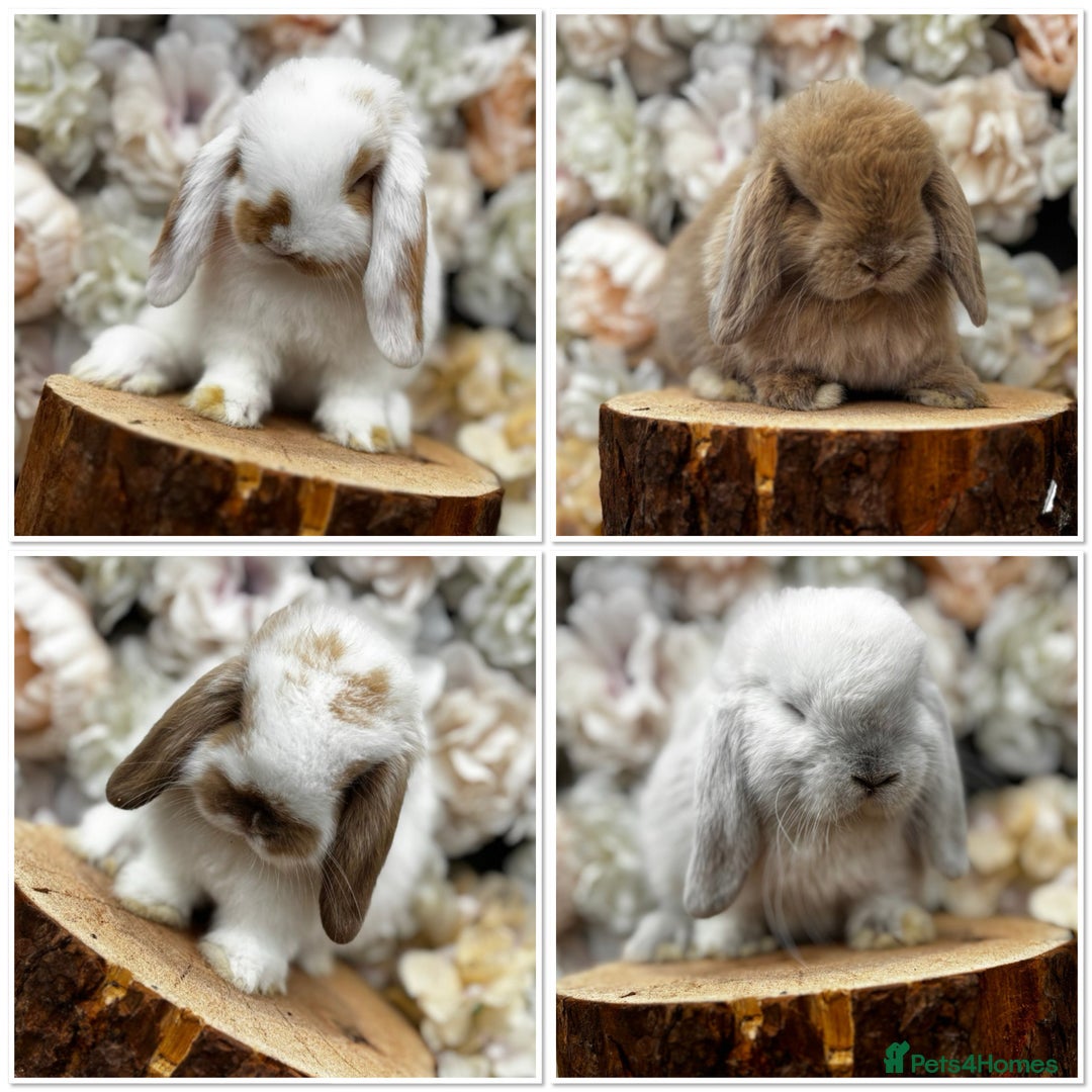 Mini Lop rabbits for sale: 🌟 mini lop babies 🌟 - Image 27