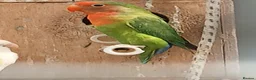 Lovebirds birds for sale: Lovebirds - Advert 7