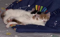 Mixed Breed cats for sale: Unfortunate Sale - Image 9