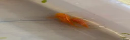 Corys fish for sale: Albino red lazer corys.  - Advert 2