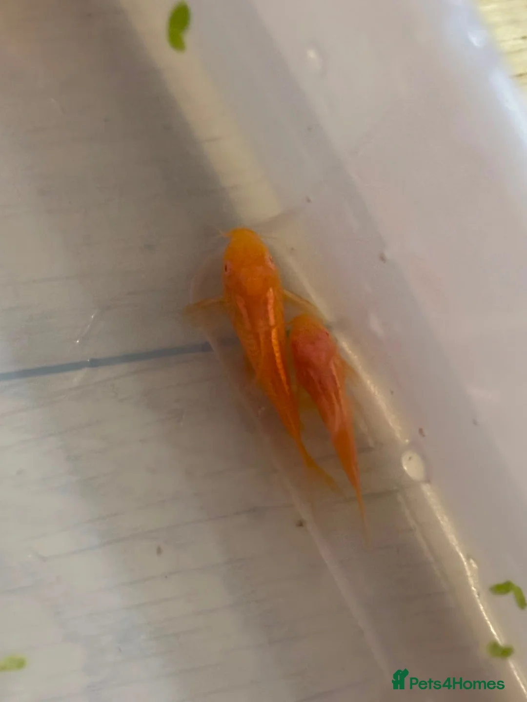 Corys fish for sale: Albino red lazer corys.  - Advert 2