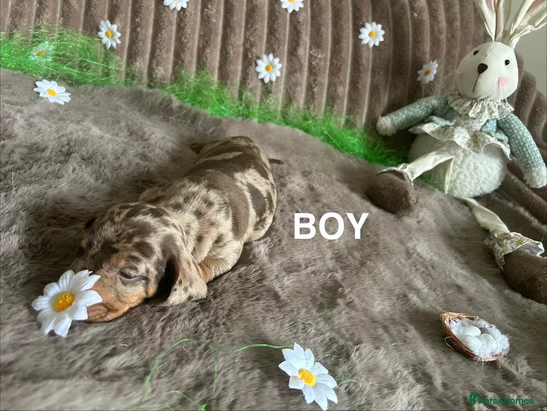 Dachshund dogs for sale: Dachshund Puppies   - Advert 6