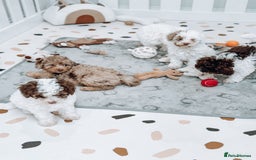 Cavapoo dogs for stud: Premium Cavapoo Chocolate Phantom Parti Stud  in Rickmansworth - Image 27
