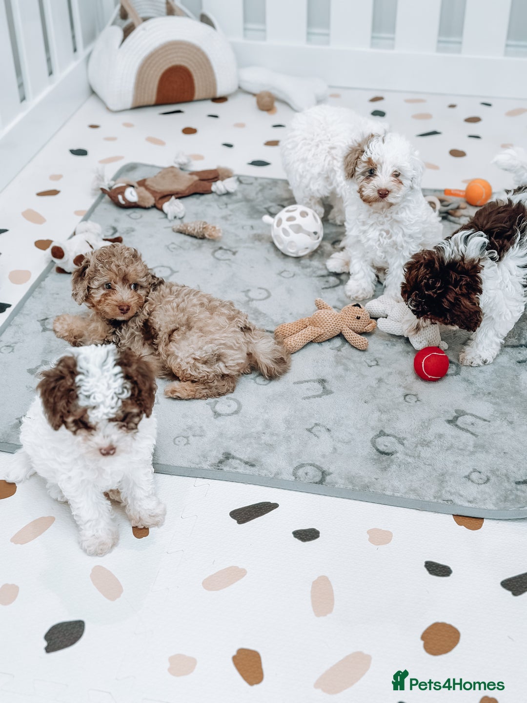 Cavapoo dogs for stud: Premium Cavapoo Chocolate Phantom Parti Stud  in Rickmansworth - Image 27