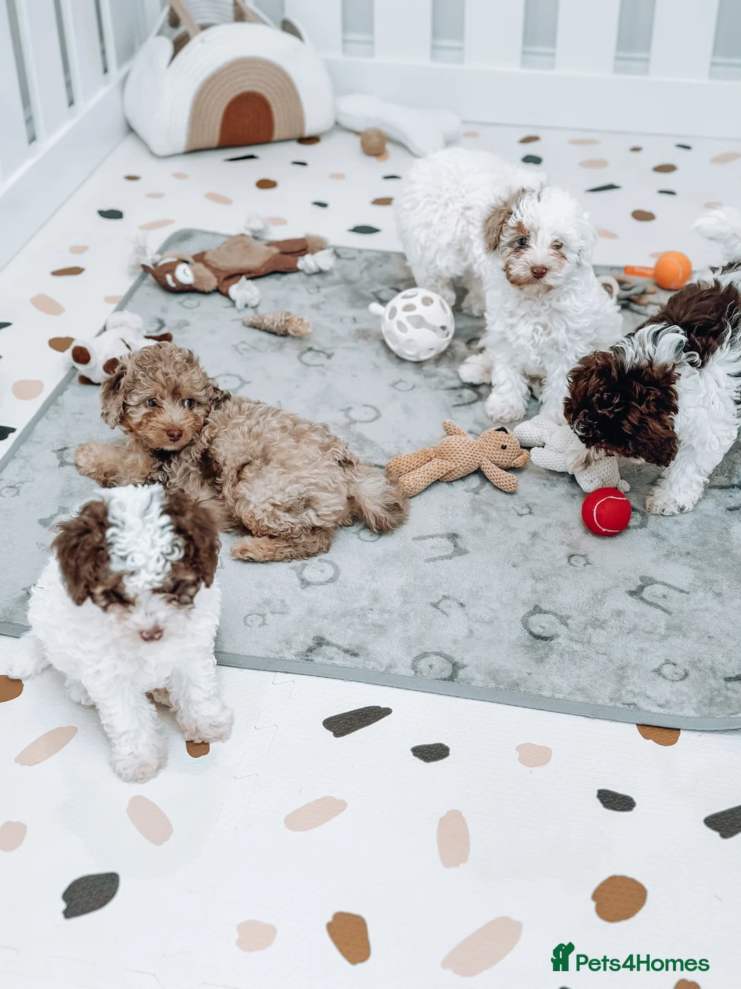 Cavapoo dogs for stud: Premium Cavapoo Chocolate Phantom Parti Stud  in Rickmansworth - Advert 27