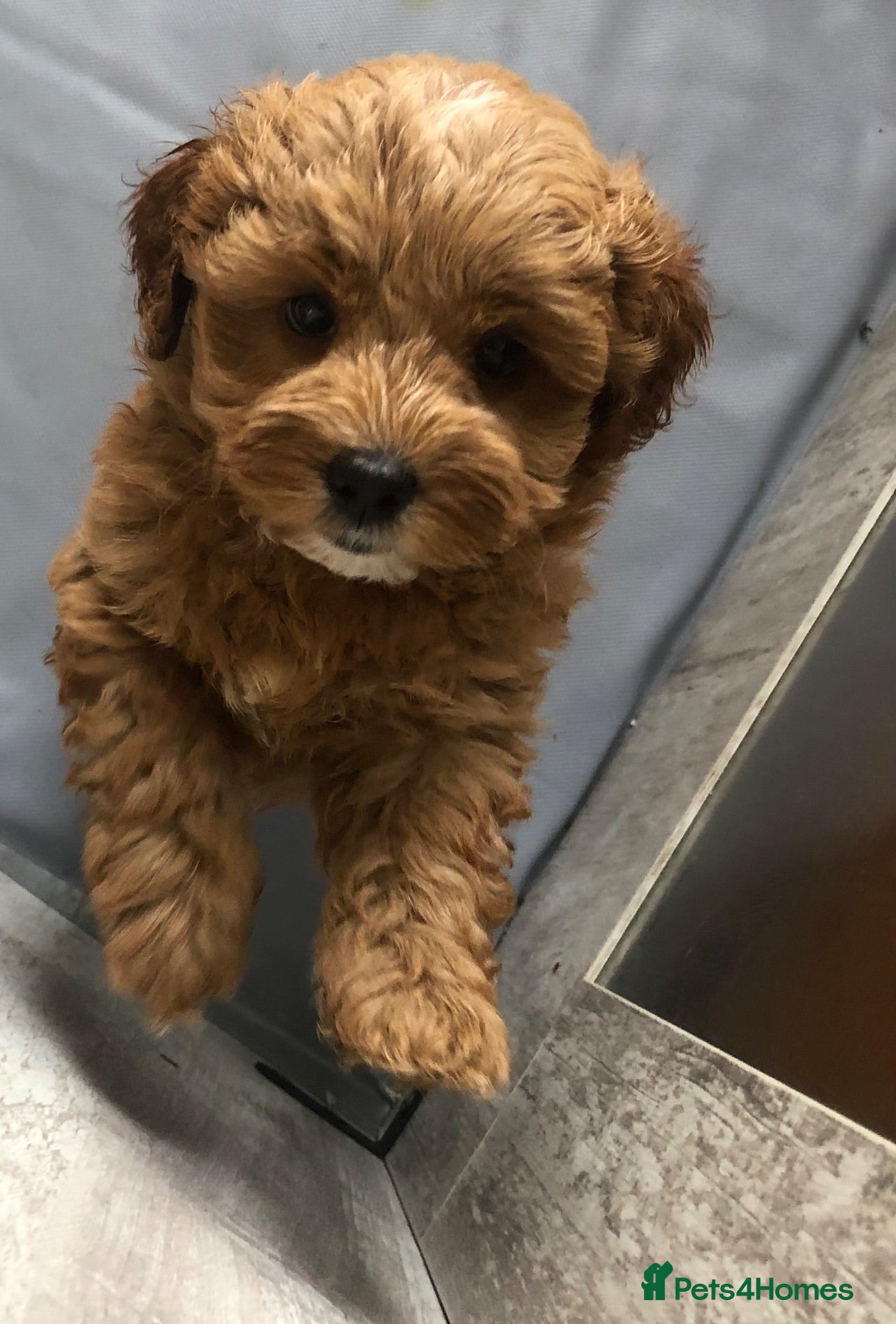 Mixed Breed dogs Shorkie poo puppies  - Advert 17