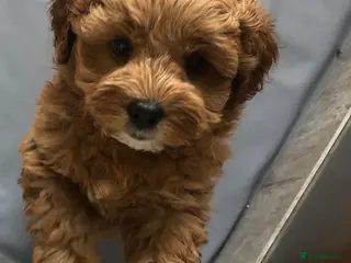 Mixed Breed dogs Shorkie poo puppies - Advert 17