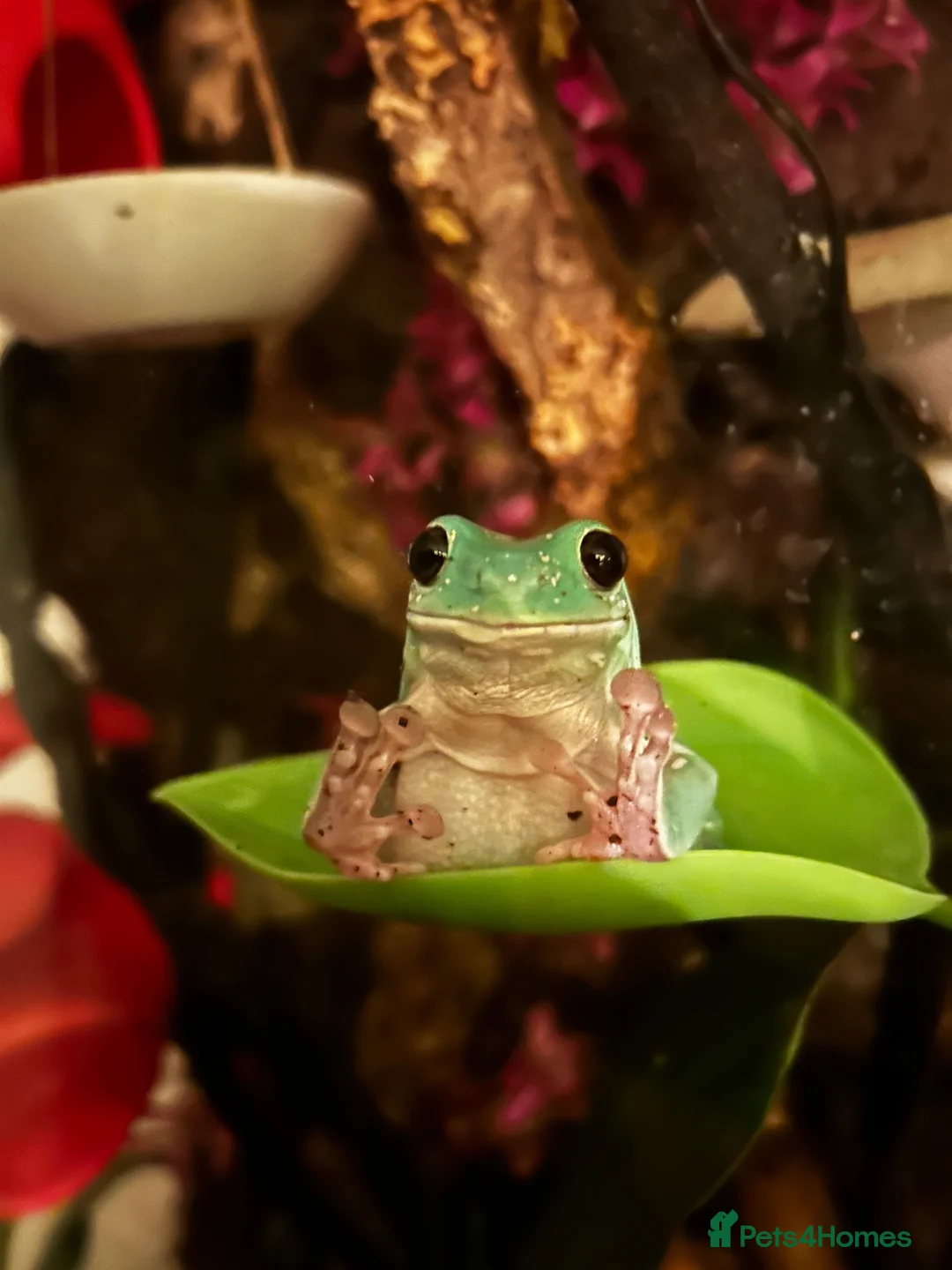 Frog reptiles for sale: Whites Tree frogs high snowflake dumpy frog x3 - Advert 1