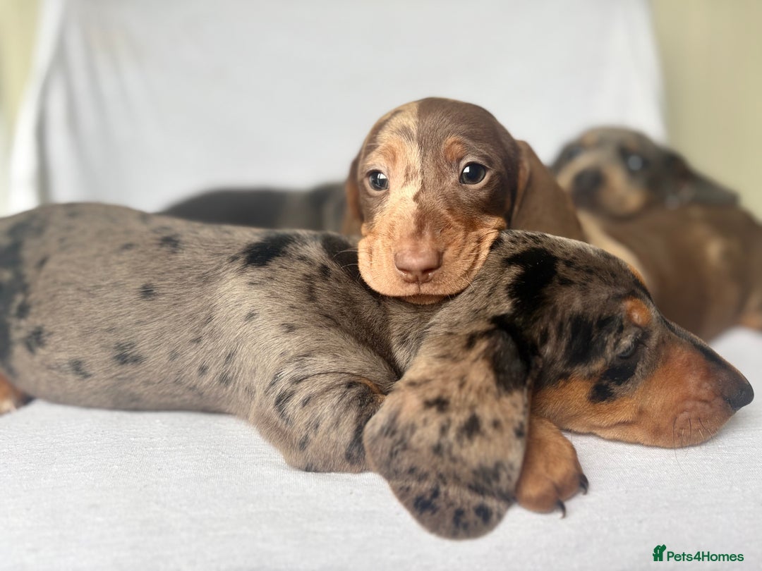 Miniature Dachshund dogs for sale: Beautiful coloured rainbow pups - Image 2
