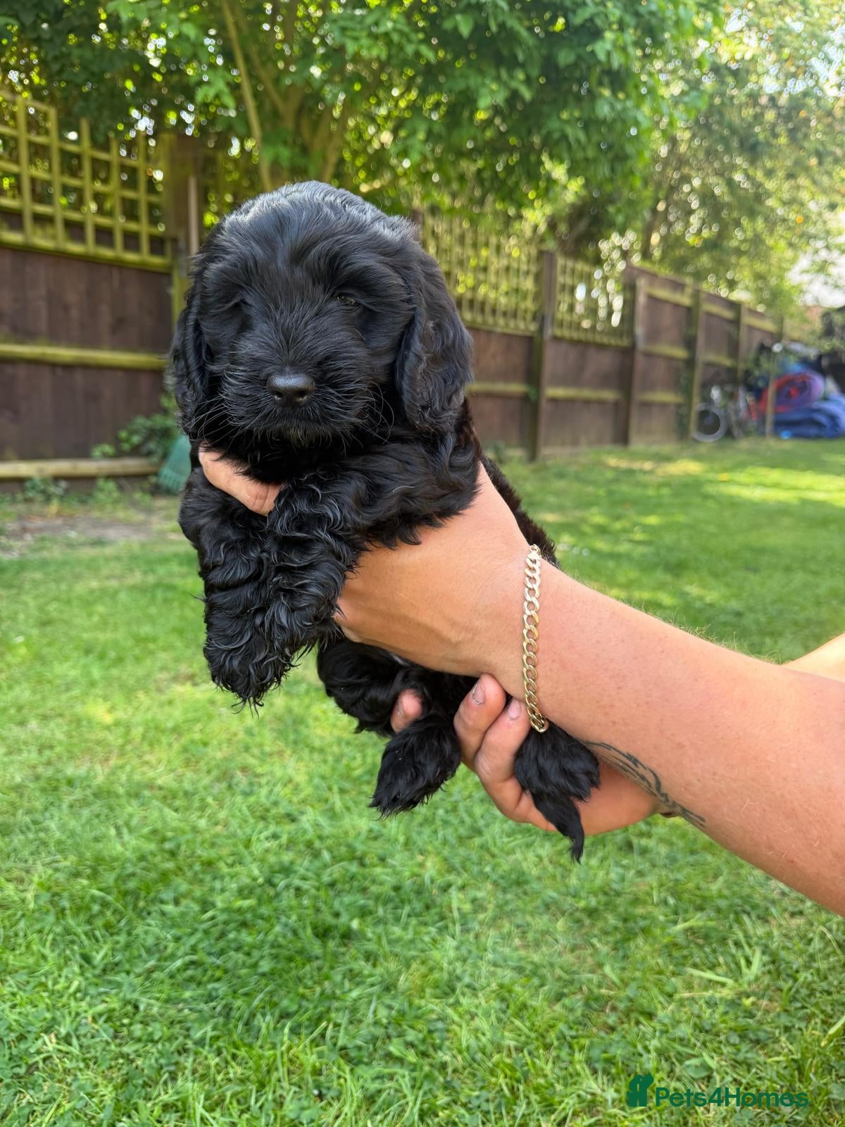 Cockapoo dogs Beautiful Female Cockerpoo Puppy  - Advert 5