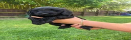 Cockapoo dogs for sale: Beautiful Female Cockerpoo Puppy  in ELY - Advert 1