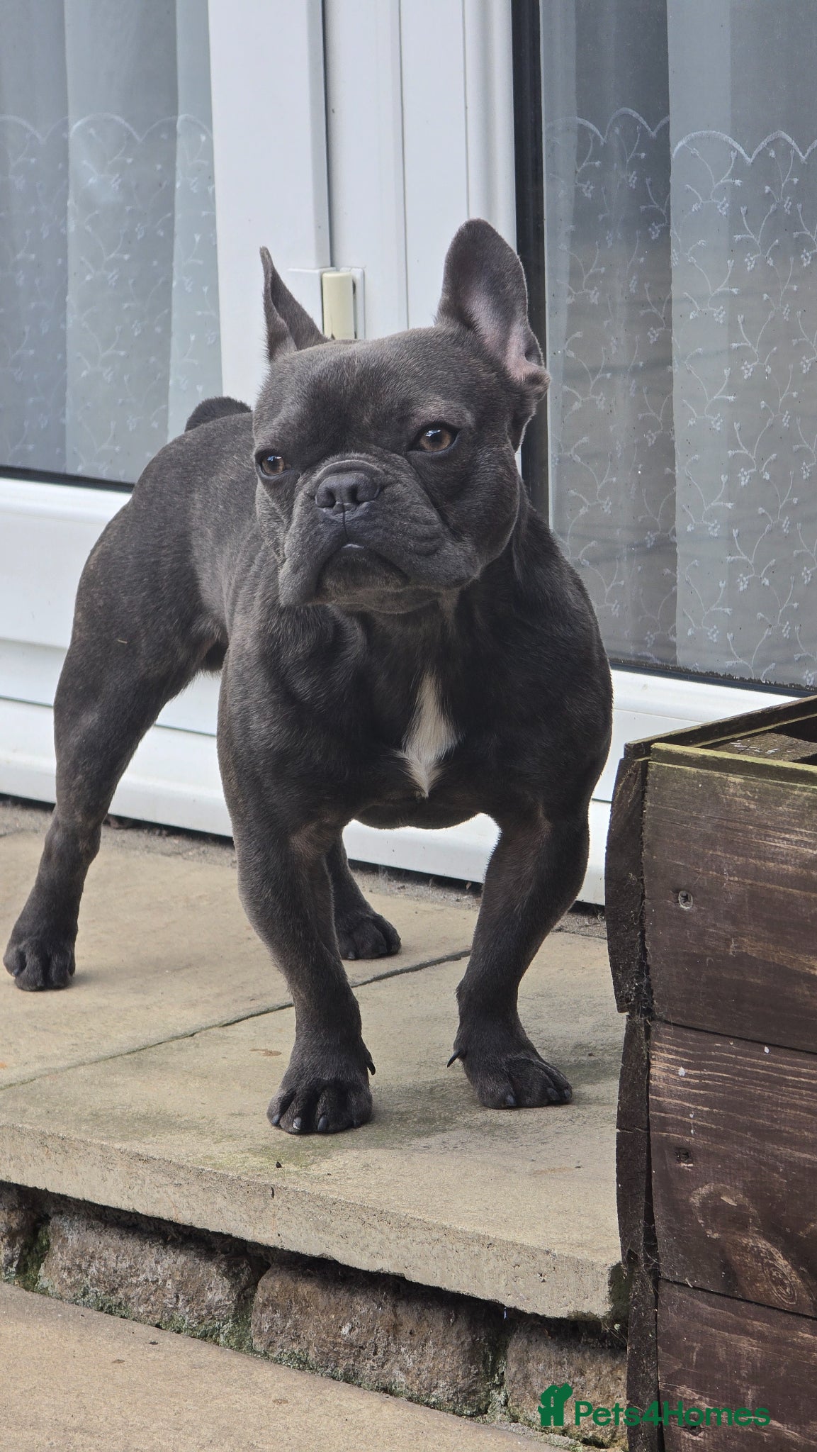 French Bulldog dogs for stud: French Bulldog for stud  - Advert 6