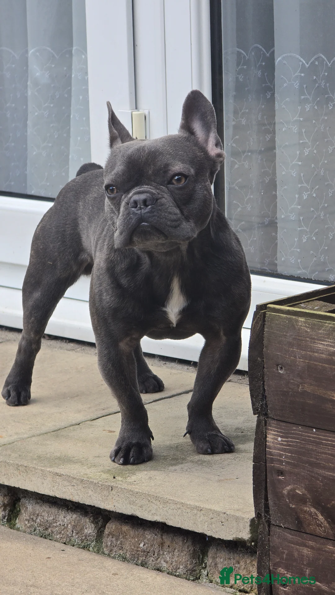 French Bulldog dogs for stud: French Bulldog for stud  - Advert 10
