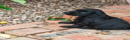 Cocker Spaniel dogs for sale: stunning  show type cocker spaniel puppies - Advert 4