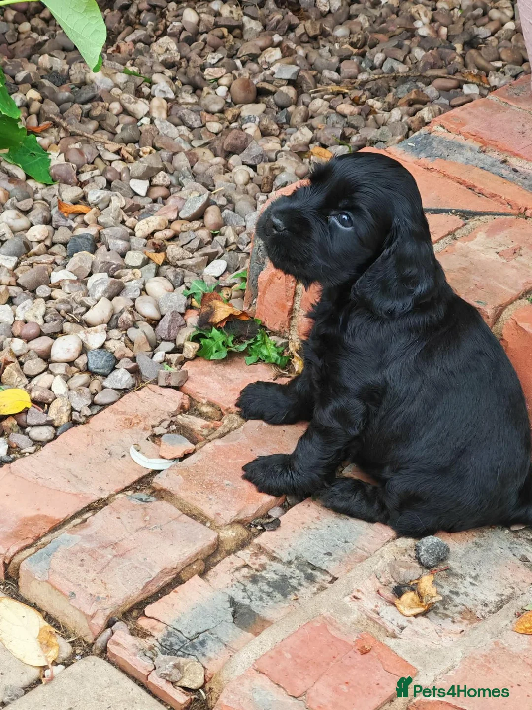 Cocker Spaniel dogs for sale: stunning  show type cocker spaniel puppies - Advert 4