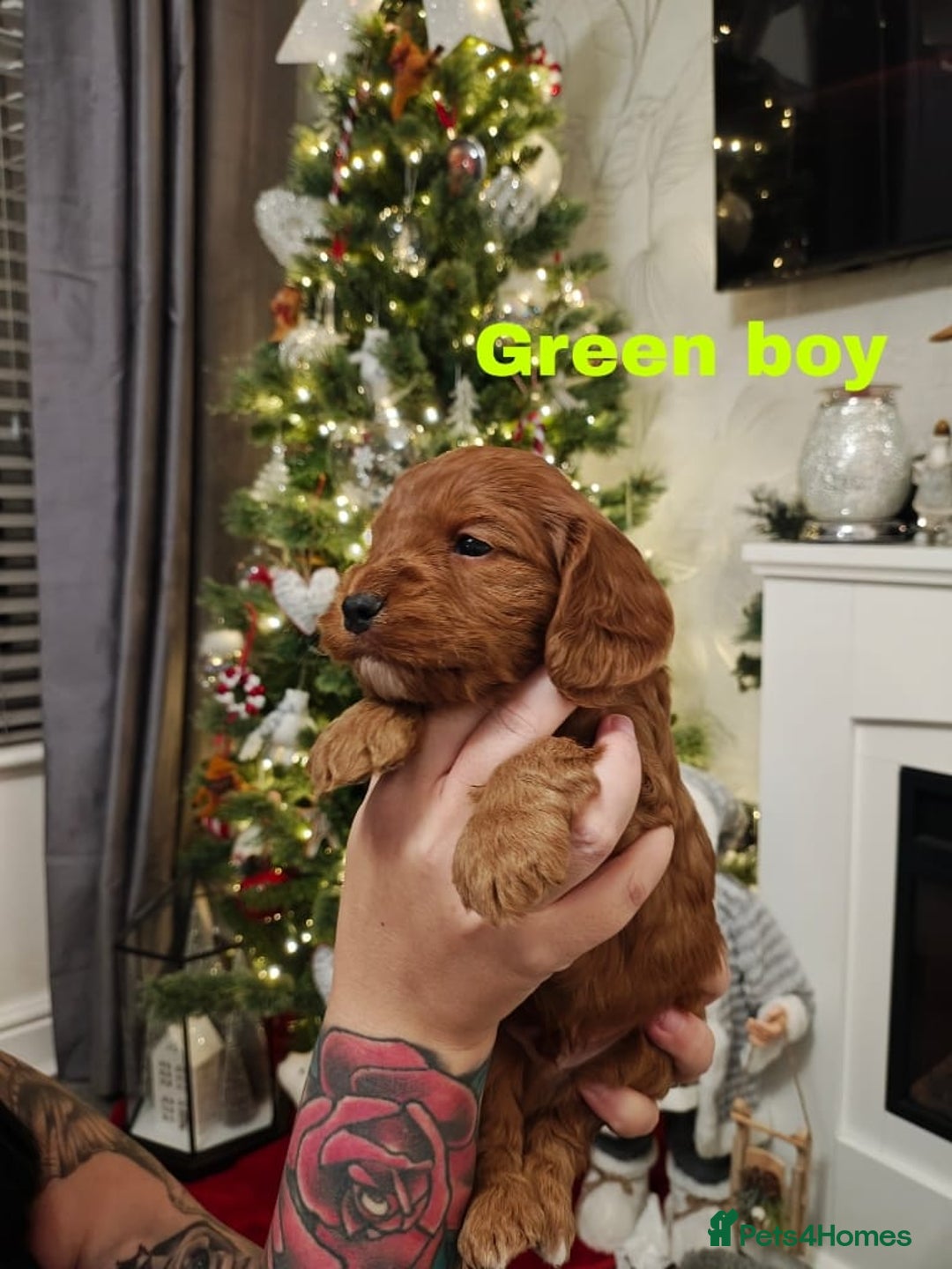 Cockapoo dogs for sale: Beautiful cockapoos puppies  - Advert 8