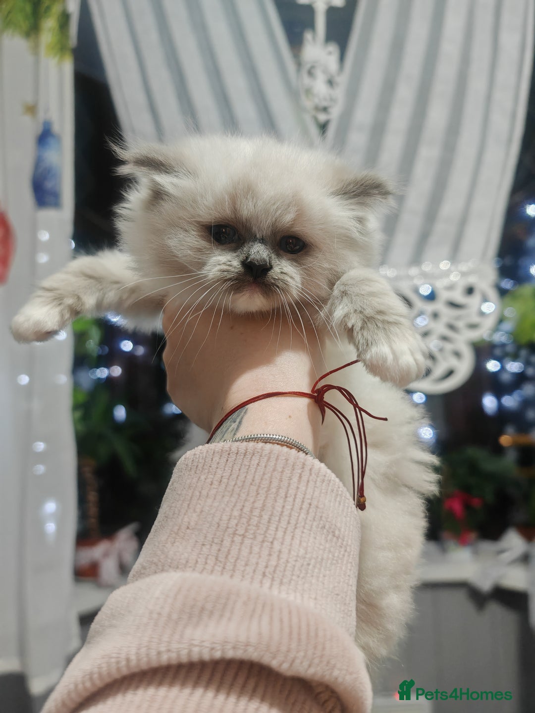 Ragdoll cats for sale: Beauty fluffy ragdoll kittens  - Advert 13