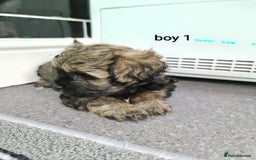 Shihpoo dogs for sale: Absolutely stunning F1 shihpoo puppies  - Image 10