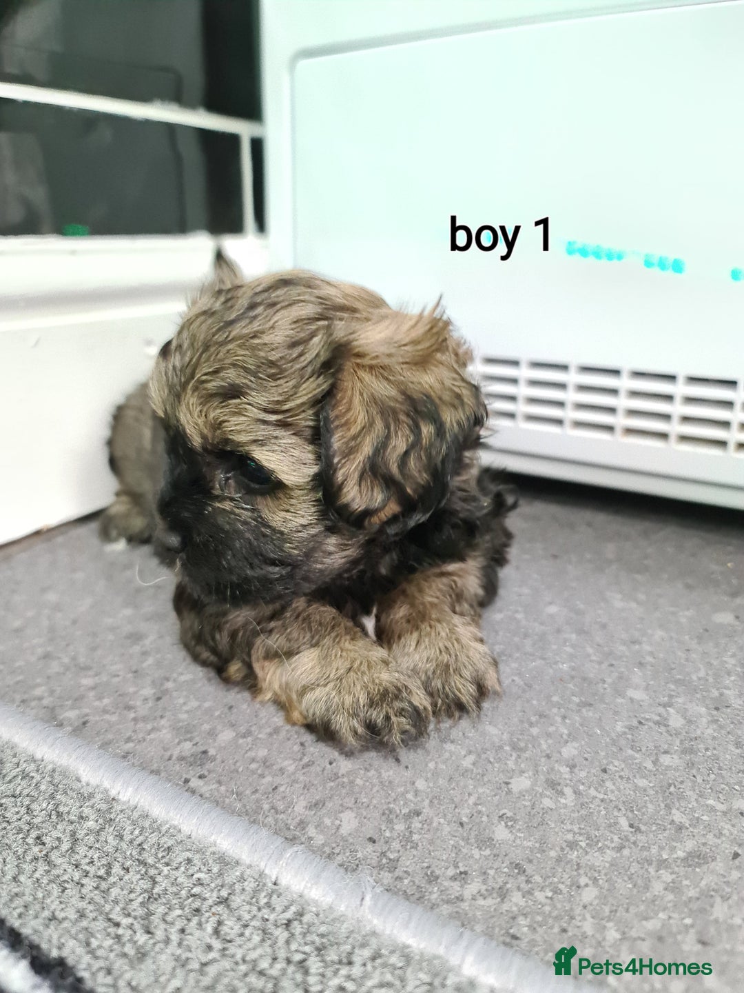 Shihpoo dogs for sale: Absolutely stunning F1 shihpoo puppies  - Image 10