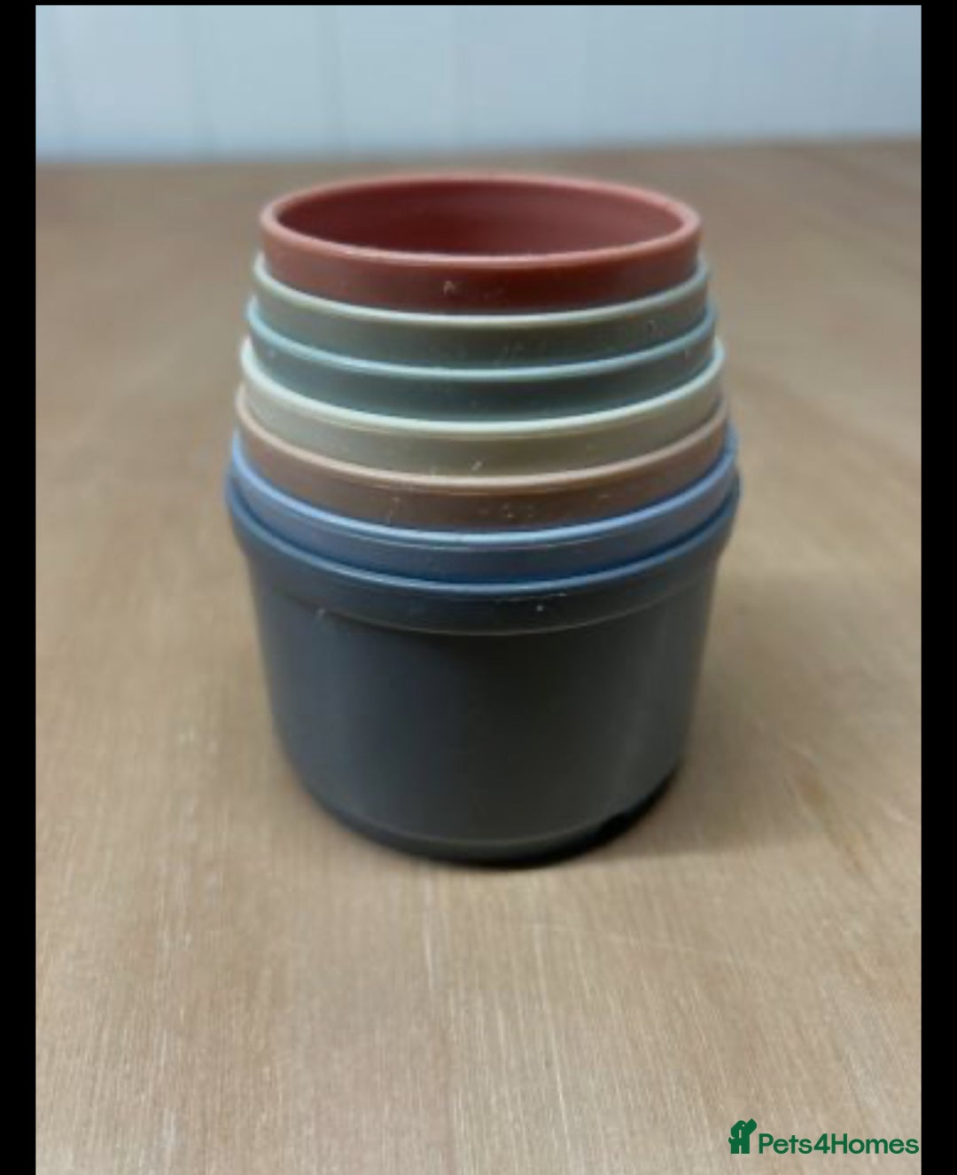 Guinea Pig rodents for sale: 2 male guinea pigs with cage+extras included  - Advert 13