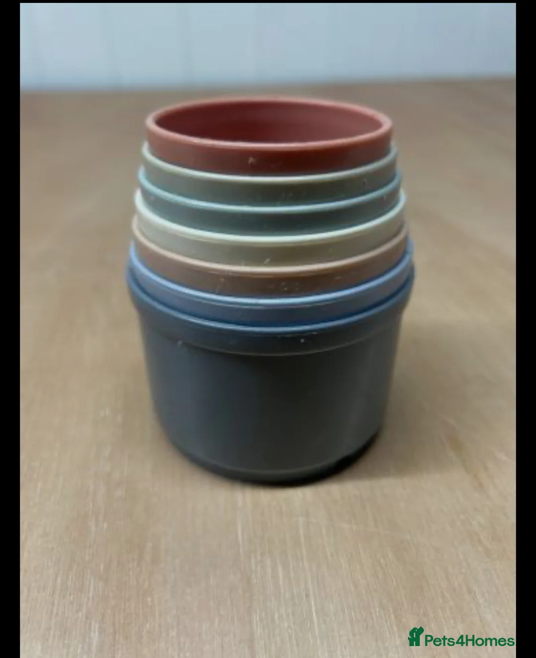 Guinea Pig rodents for sale: 2 male guinea pigs with cage+extras included  - Advert 13