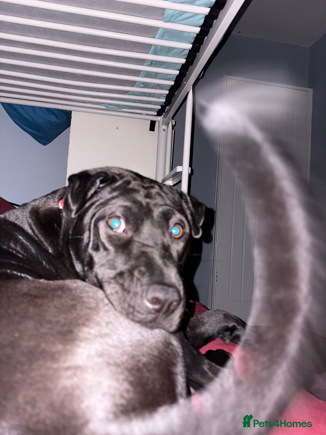 Mixed Breed dogs for sale: Urgent Rehome- Munchie - Advert 4