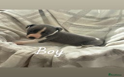 Whippet dogs for sale: Beautiful kc registered whippets - Image 1