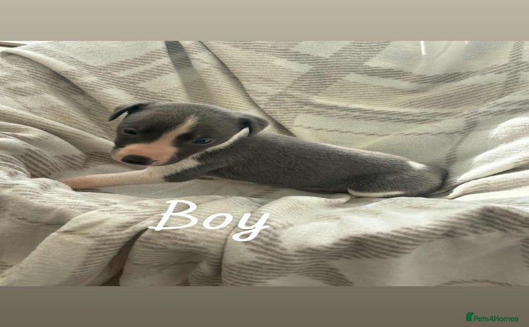 Whippet dogs - Advert 1