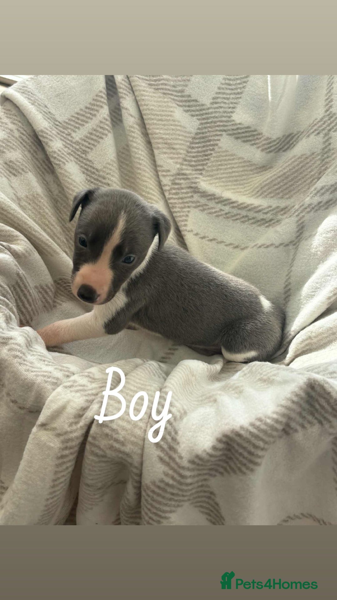 Whippet dogs for sale: Beautiful kc registered whippets - Image 1