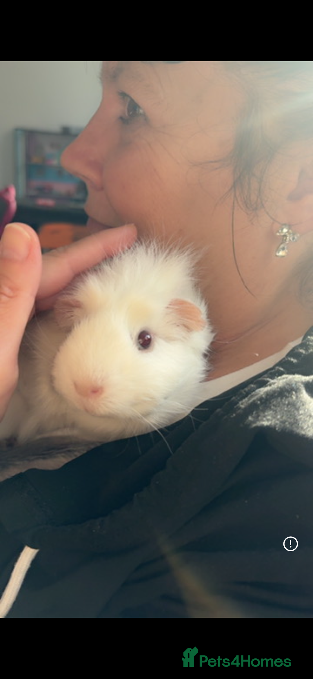 Guinea Pig rodents for sale: 2 male Guinea pigs + enclosure  - Advert 3
