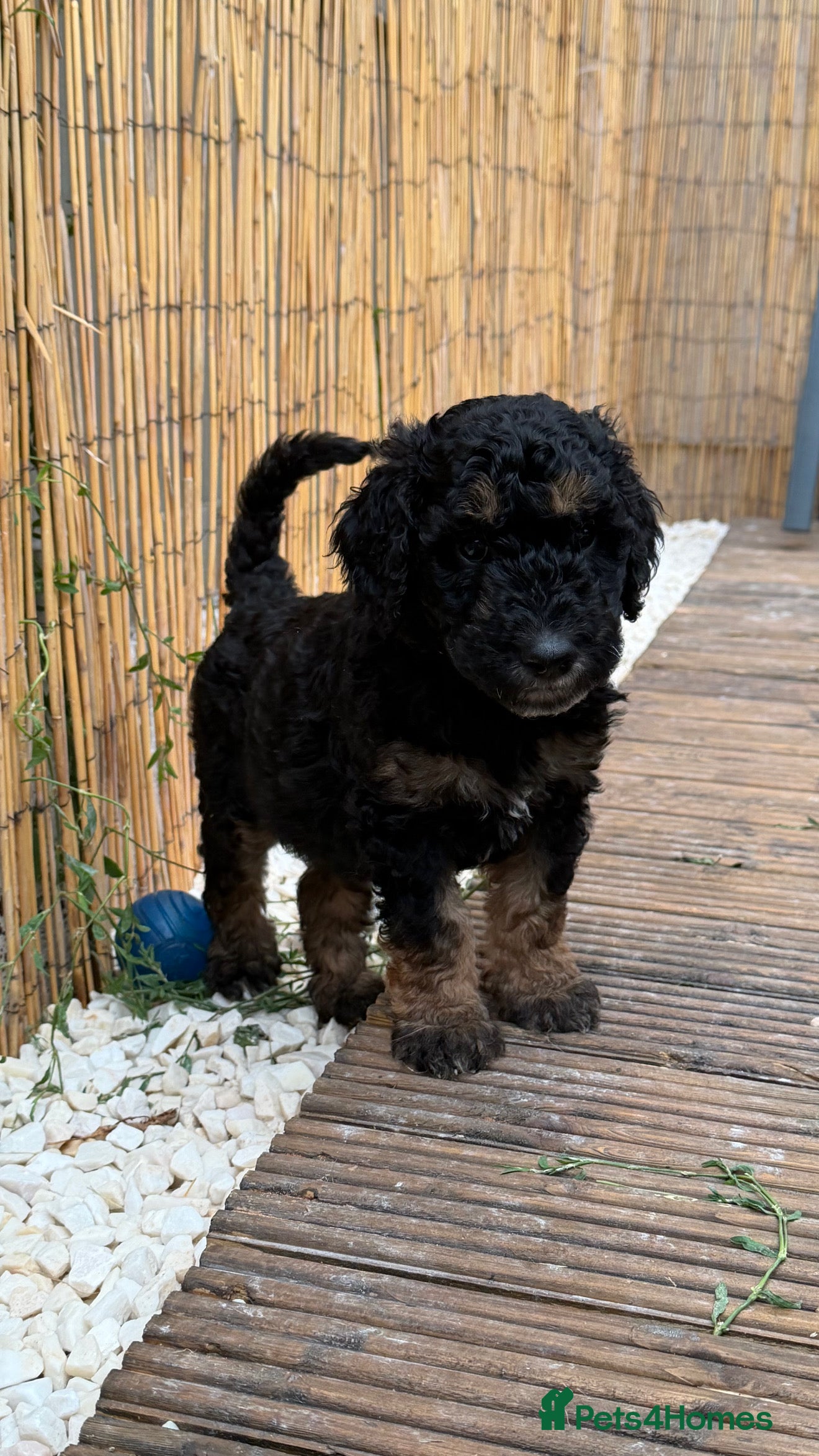 Mini Goldendoodle dogs F1b Mini Goldendoodle Puppies. Ready to Reserve 🤍 - Advert 2