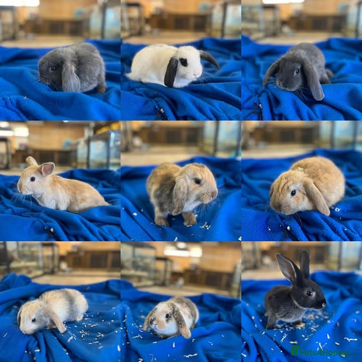 Dutch rabbits Rabbits for sale  - Advert 2