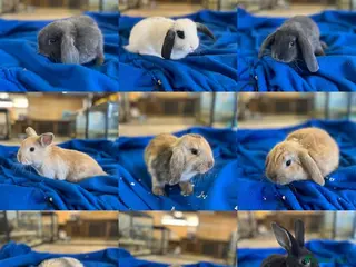 Dutch rabbits Rabbits for sale - Advert 2