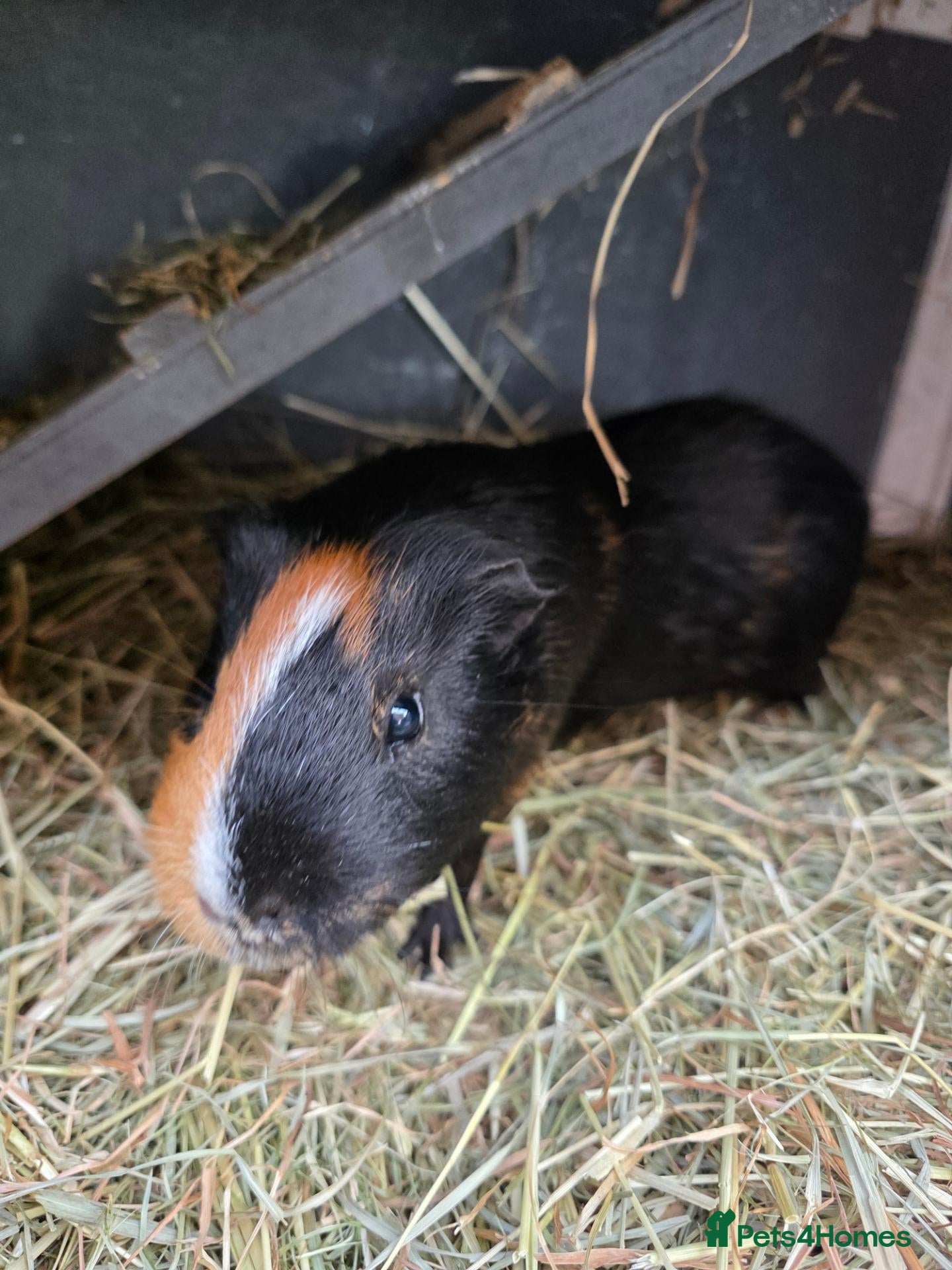 Guinea Pig rodents Two beautiful male guinea pigs and hutch - Advert 1
