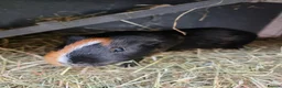 Guinea Pig rodents for sale: Two beautiful male guinea pigs and hutch - Advert 1