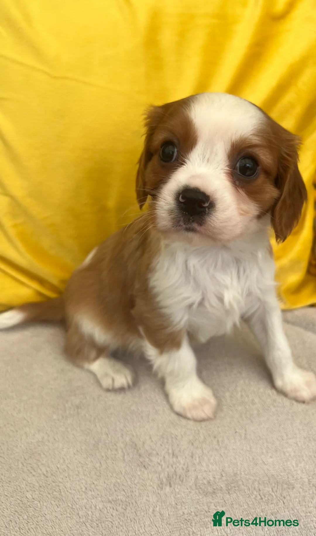 Cavalier King Charles Spaniel dogs for sale: Stunning Cavalier King Charles puppies  - Advert 2