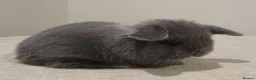 Mini Lop rabbits for sale: Baby Eclipse is ready to reserve!! - Advert 2
